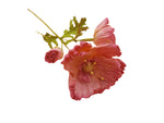 Poppy Garden - Apricot, Pink Petals / Pink, Green Centre