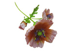 Poppy Garden - Orange, Pink Petals / Purple, Green Centre