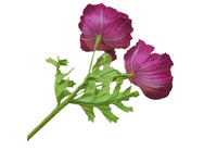 Poppy Garden - Pink, Crimson Petals / Orange, Pink, Green Centre