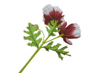 Poppy Garden - Crimson, White Petals / Purple, Green Centre
