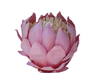 Paper Flower - King Protea - Pink/Cream