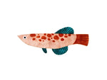 Comet Fish - Wall Art - Jones & Co